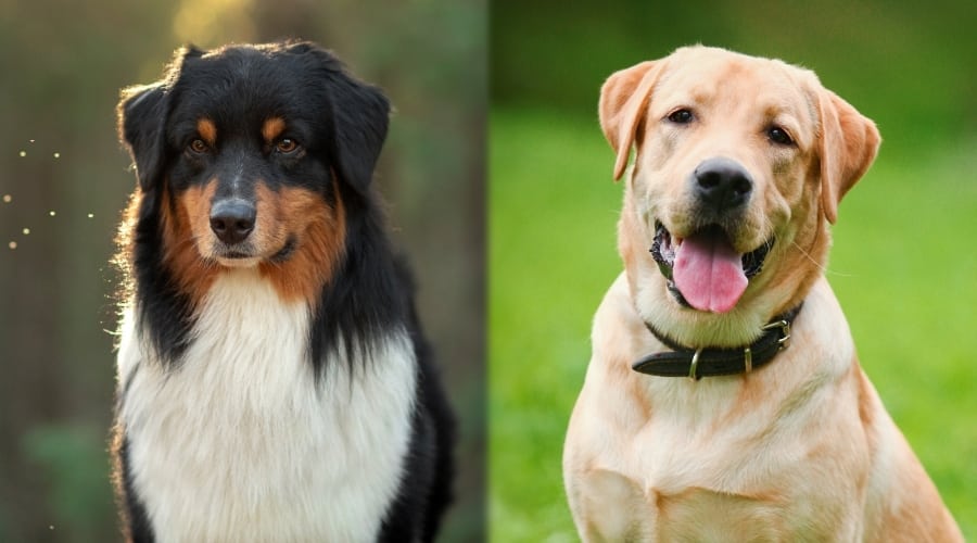 Yellow and Tri Colored Dogs