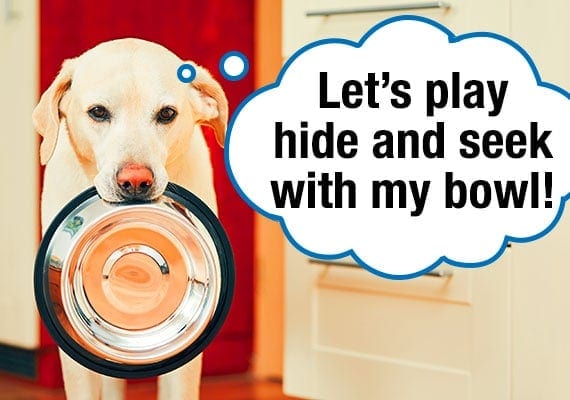 Yellow Labrador carrying stainless steel dog bowl in his mouth