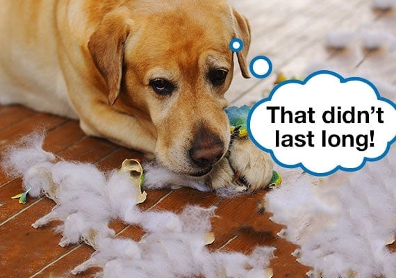 Yellow Labrador chewing on broken plush toy with stuffing torn out.