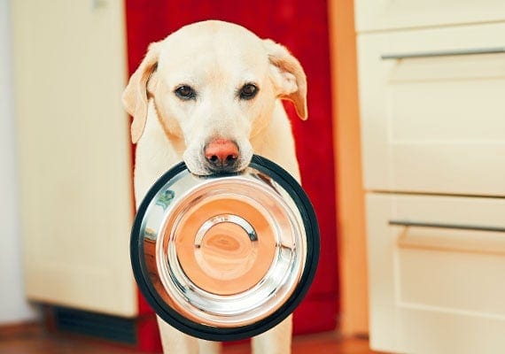 Yellow Labrador Retriever carrying stainless steel dog bowl around home in his mouth
