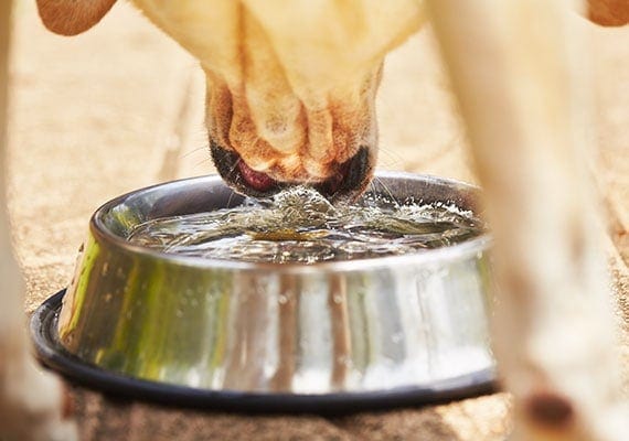 Yellow Labrador Retriever drinking water from stainless steel dog bowl