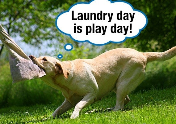 Yellow Labrador tugging towels and laundry off clothes line