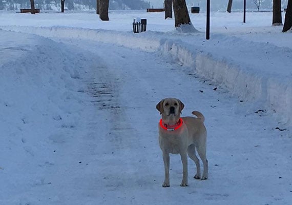 Yellow Labrador with red light-up LED collar on neck in snow-filled park