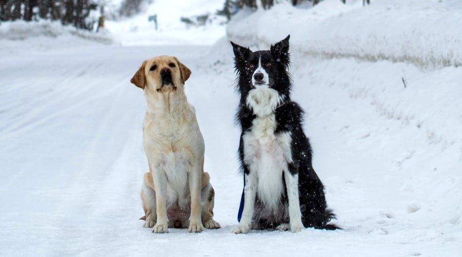 Yellow Dog and Black and White Dogs in the Snow
