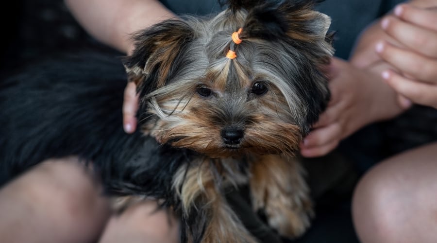 Yorkie Being Pet By Owners