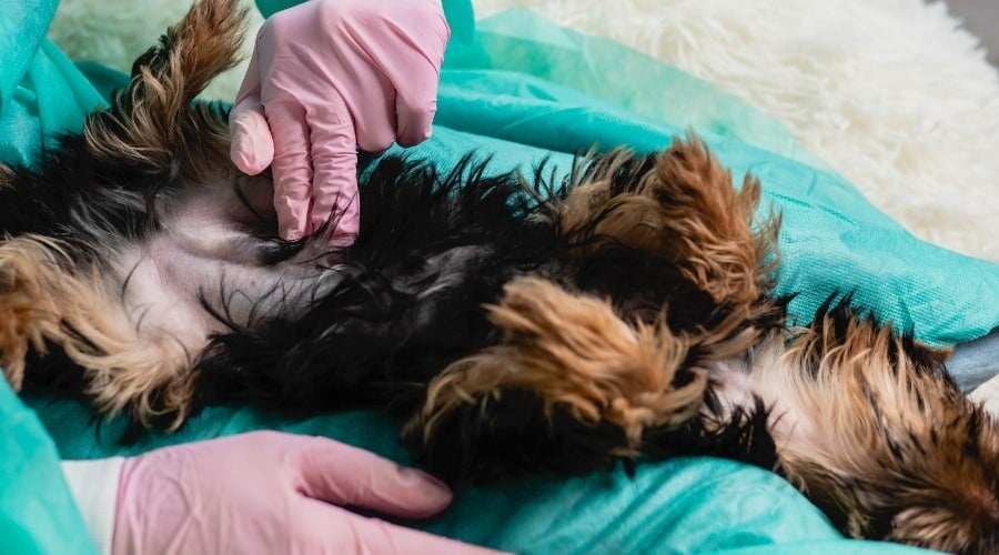 Yorkie Dog Being Checked by Vet