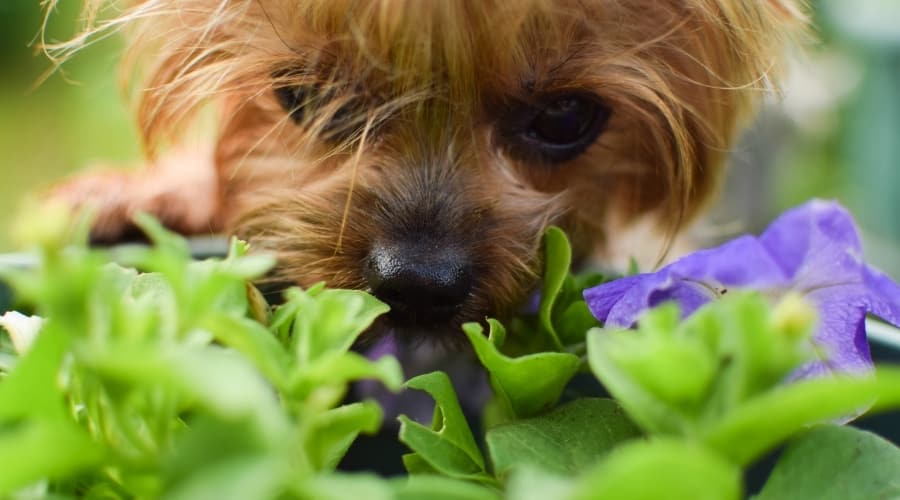 Yorkie Eating Flowers in Garden