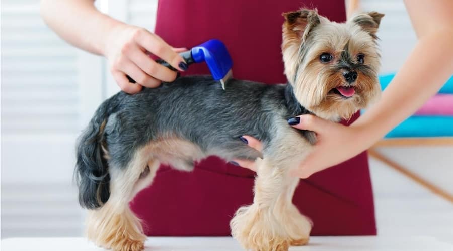 Yorkie Getting Groomed