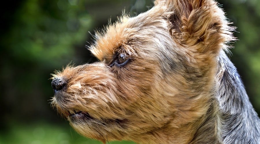 Yorkie Jack
