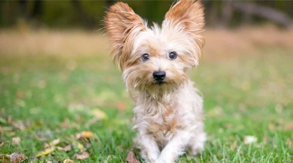 Yorkie mix in grass.