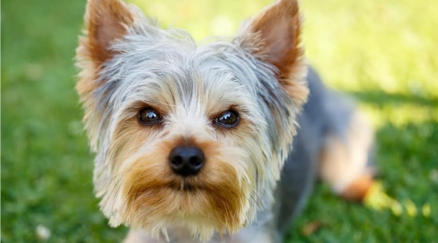 Yorkie Needing Hair Cut