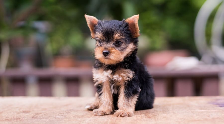 Yorkie Pin