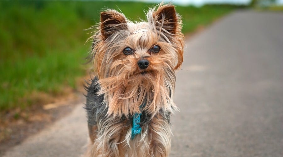 Yorkie Wearing Small Harness