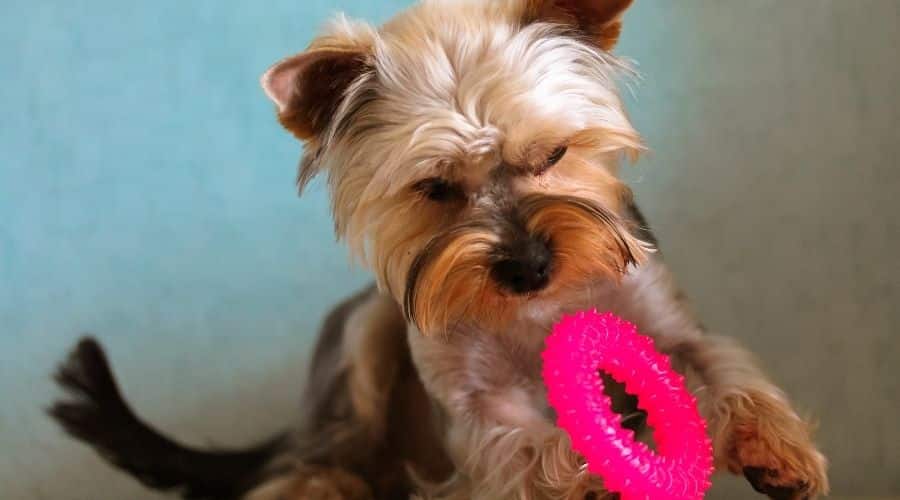 Yorkie With Pink Ring Toy