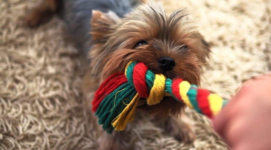Yorkie With Rope Toy