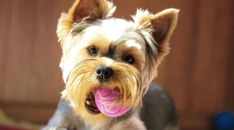 Yorkie With Rubber Toy in mouth