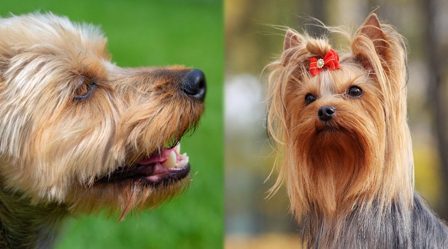 Yorkshire Terrier and Silky Terrier Grooming