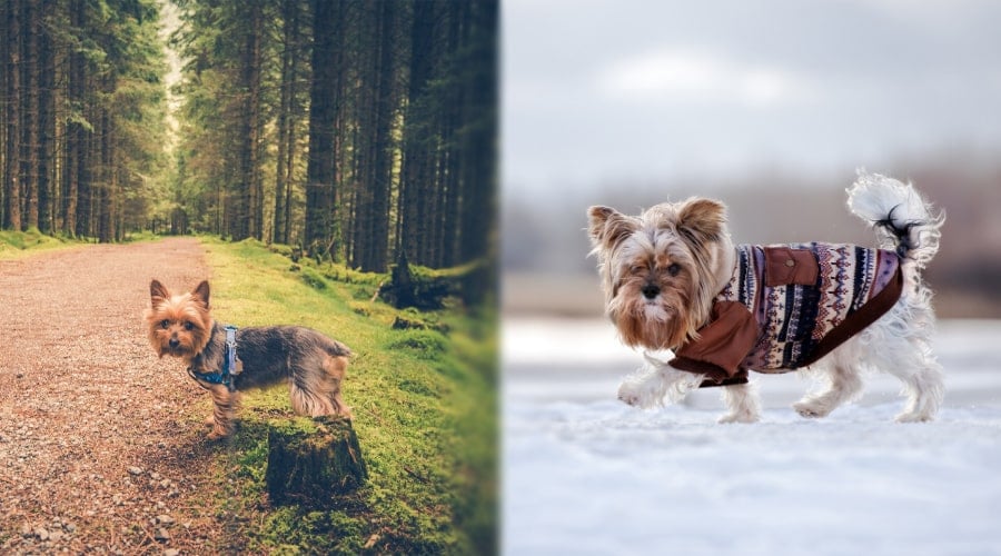 Yorkie and Silky Terrier Nutrition