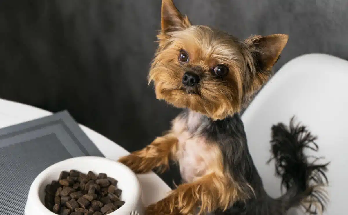 Yorkie dog eating kibble out of a dog bowl while sitting at the dinner table with paws on table looking up