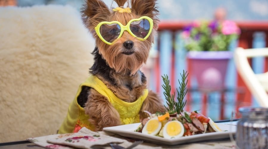 Yorkie in sunglasses with plate of food