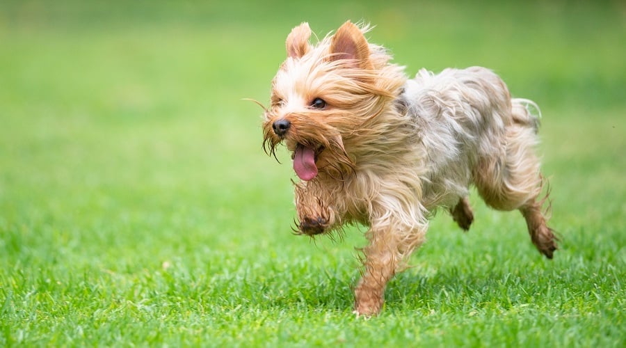 Yorkie