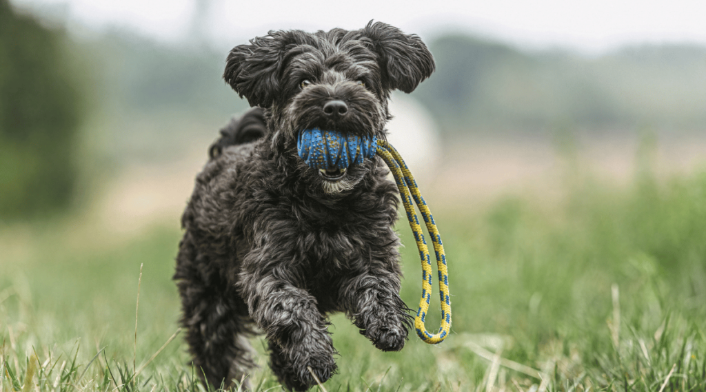Yorkiepoo dog playing on a meadow outdoors