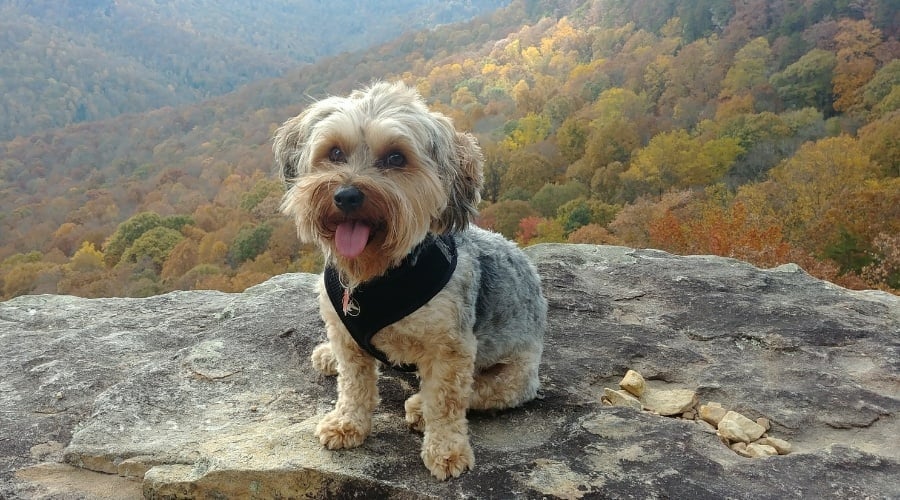 Yorkipoo