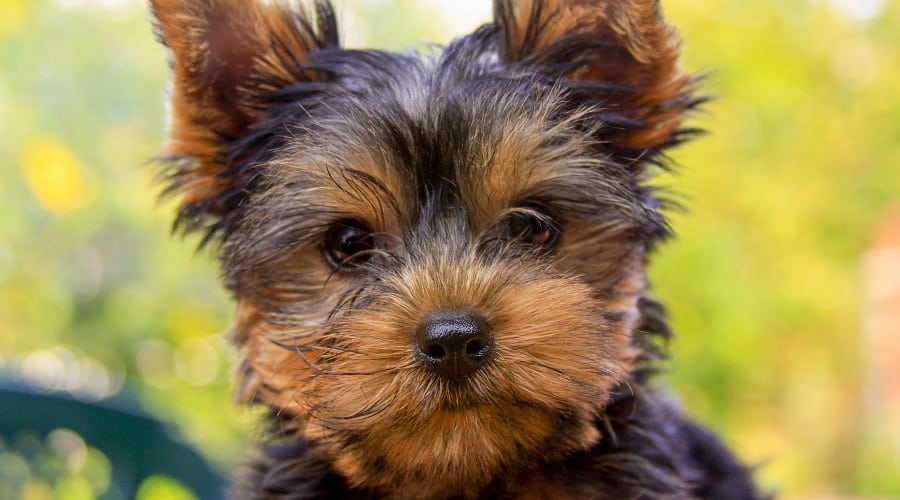Yorkshire Terrier