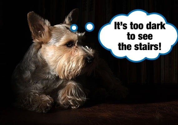 Yorkshire Terrier unable to see stairs in darkness