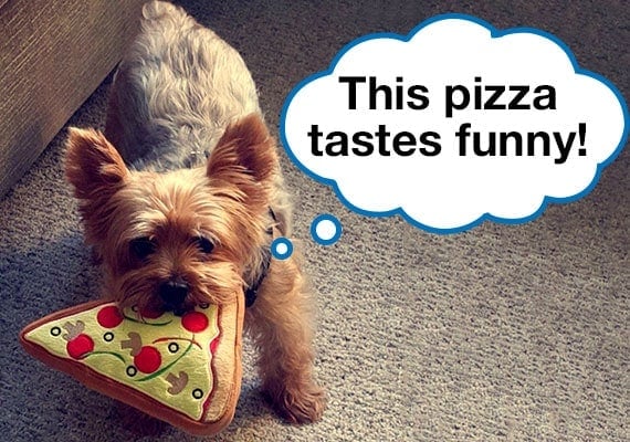 Yorkshire Terrier with plush dog toy pizza in mouth on carpet