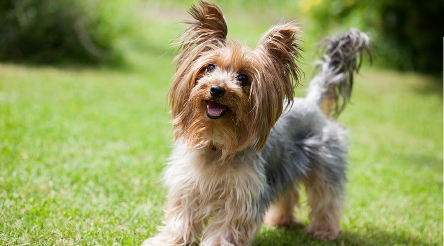 Yorkshire Terrier