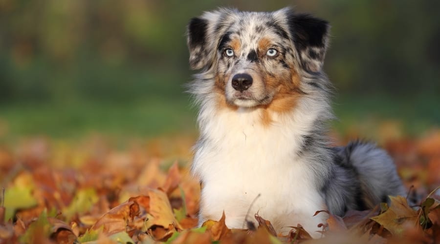 Young Aussie Dog Outdoors