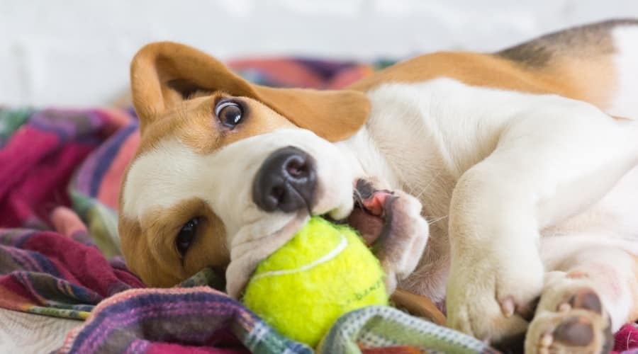 Young Beagle Playing With a Tennis Ball