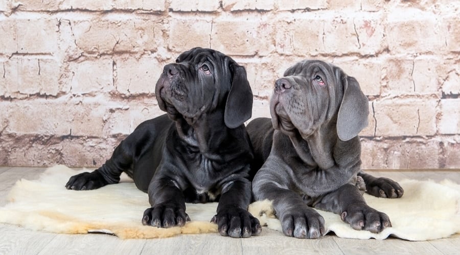 Young Black and Blue Dogs Looking Up