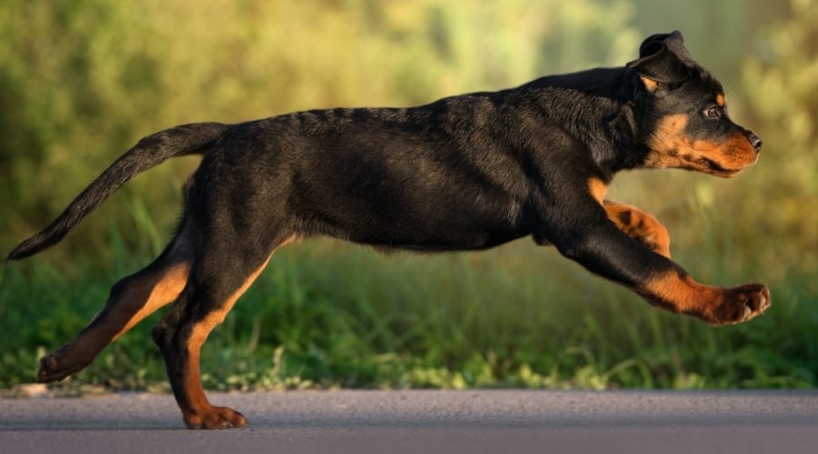 Puppy Rottweiler running outside.