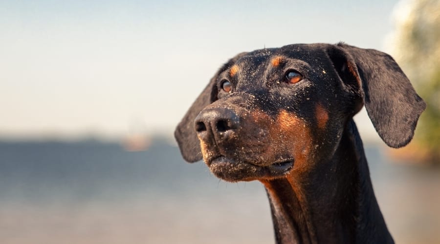 Young Black and Tan Dog