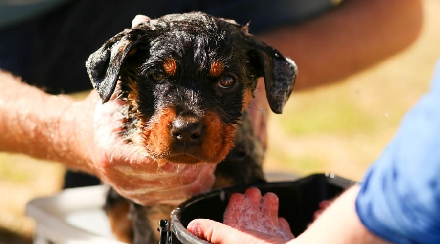 Young rottie getting a bath.