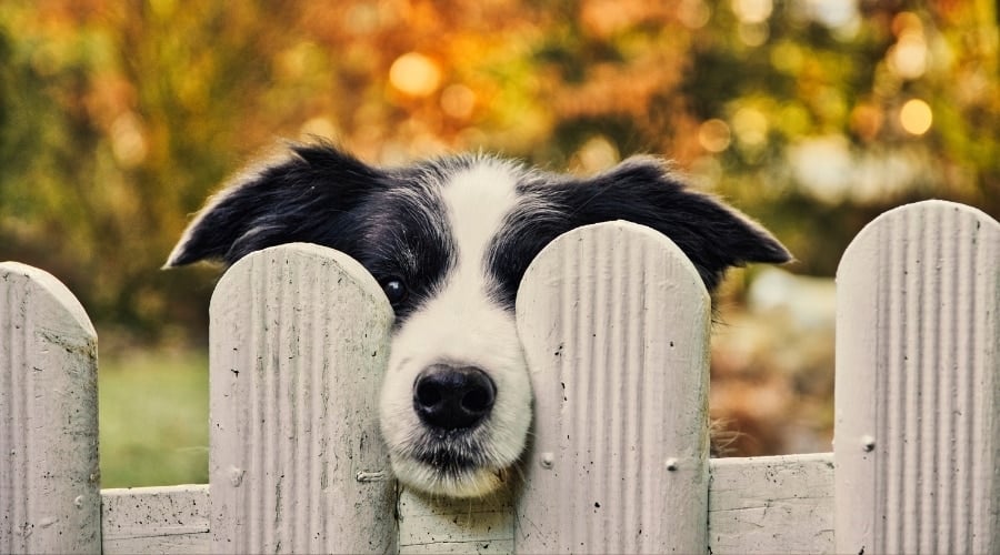 Young Border Collie Poking Its Head Through a Fence