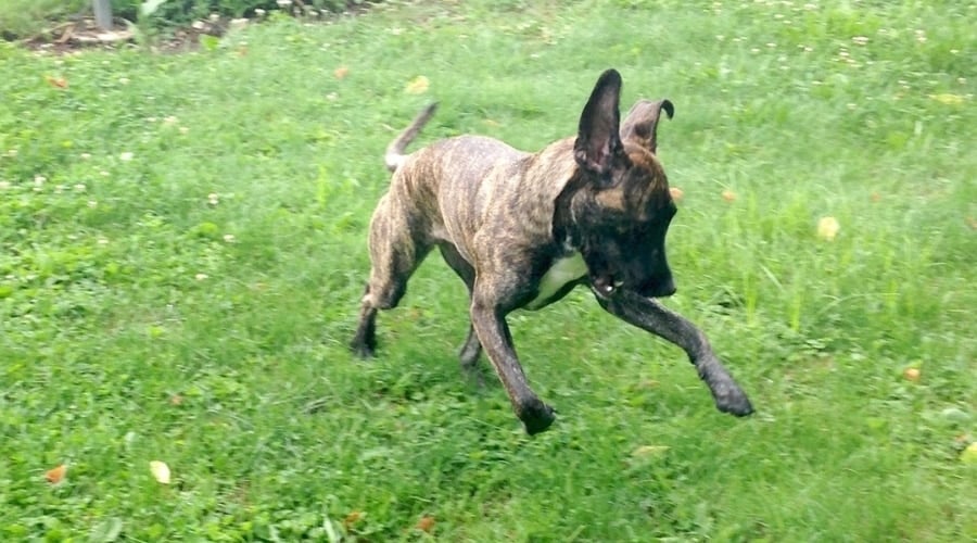 Young Brindle Dog Playing Outdoors