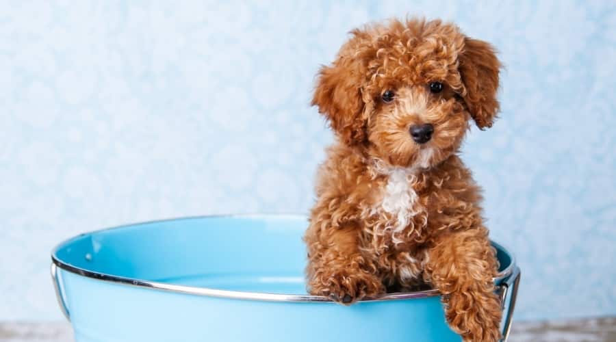Young Brown and White Dog With Curly Hair in a Tub