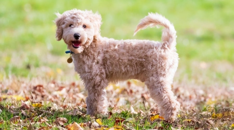 Young Cream Dog Standing Outdoors