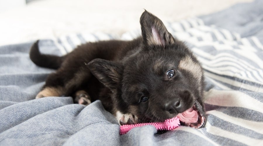 Young Dog Chewing Toy