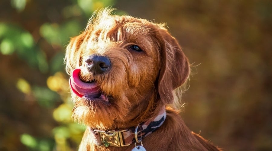 Young Dog Licking Its Lips