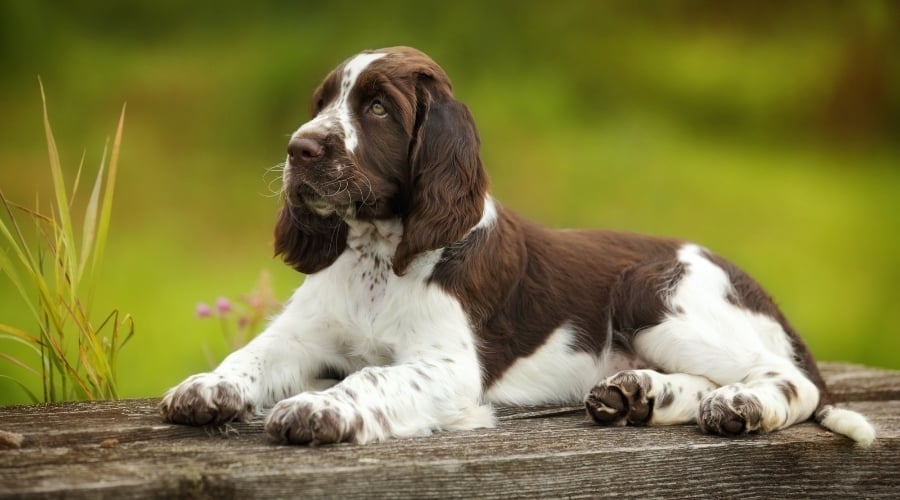 Young Dog Lounging Outdoors