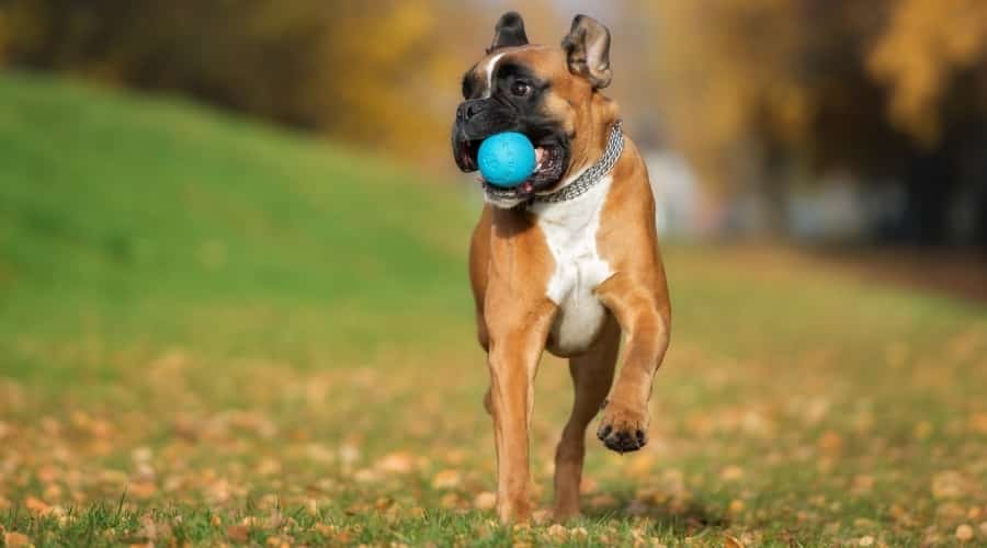 Young Dog Running With Blue Ball