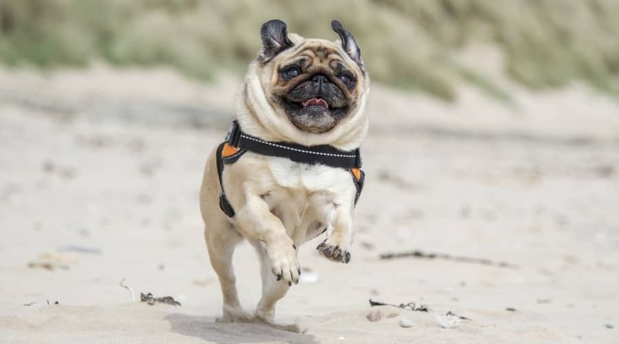 Young Dog Running on Beach