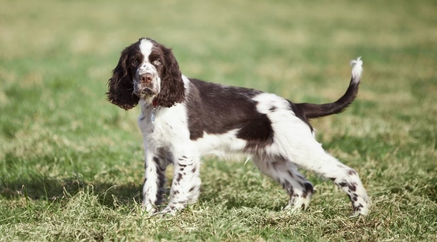 Young Dog Standing Outdoors