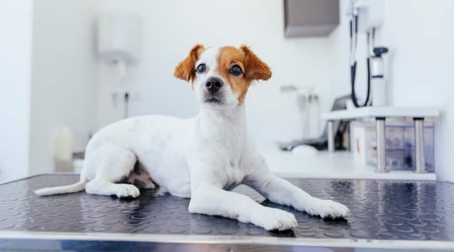 Young Dog Waits for the Vet