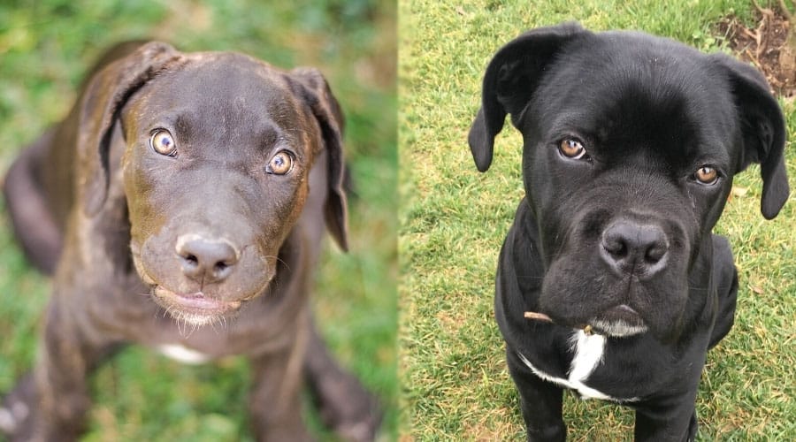 Young Dogs Looking at Camera
