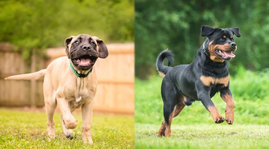Young Dogs Playing Outside